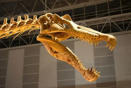 Спинозавр - spinosaurus, картинки спинозавр фото, ящери стародавні плазуни копалини рептилії (spinosaurus) Спинозавр - spinosaurus, картинки спинозавр фото, ящери стародавні плазуни копалини рептилії
