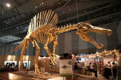 Спинозавр - spinosaurus, картинки спинозавр фото, ящери стародавні плазуни копалини рептилії (спинозавр spinosaurus картинки спинозавр фото ящери стародавні плазуни копалини рептилії dinozavri динозаври онлайн dinosaurs безкоштовно динозаври хижі фото динозаври юрського періоду доісторичні динозаври в картинках найбільший динозавр види динозаврів енциклопедія денозаври скелет динозавра назви динозаврів епоха іхтіозаври плезіозаври зверозубие ящери літаючі lbyjpfdhs скачати динозаври гри динозаври грати в динозаврів фільми про ді нозаври відео мультфільми про динозаврів мультики) Спинозавр - spinosaurus, картинки спинозавр фото, ящери стародавні плазуни копалини рептилії