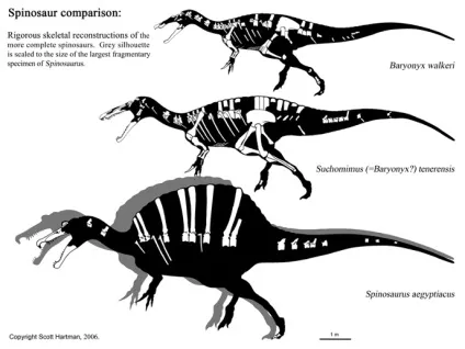 Спинозавр - spinosaurus, картинки спинозавр фото, ящери стародавні плазуни копалини рептилії (spinosaurus) Спинозавр - spinosaurus, картинки спинозавр фото, ящери стародавні плазуни копалини рептилії