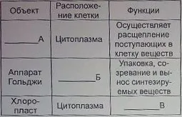 Будова еукаріотичної клітини