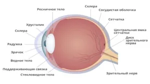 Будова сітківки ока; що таке сітківка, її функції і шари (сітчастої) Будова сітківки ока; що таке сітківка, її функції і шари