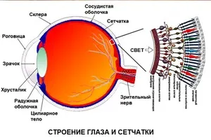 Будова сітківки ока; що таке сітківка, її функції і шари (оболонки) Будова сітківки ока; що таке сітківка, її функції і шари