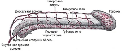 Будова і функції статевого члена (функція статевого члена чоловік) Будова і функції статевого члена