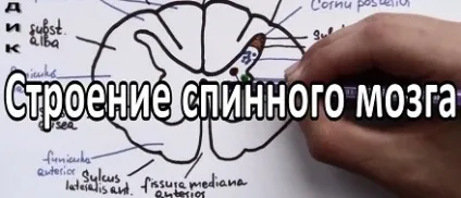 Будова спинного мозку