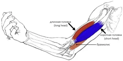 Будова біцепса і як накачати біцепс, кращі вправи на біцепс, вправи для рук (біцепс, (вправи на біцепс) Будова біцепса і як накачати біцепс, кращі вправи на біцепс, вправи для рук (біцепс,