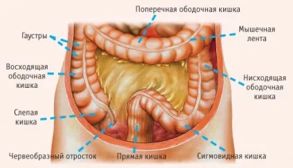 Будова кишечника людини, мдгкб (кишечника) Будова кишечника людини, мдгкб