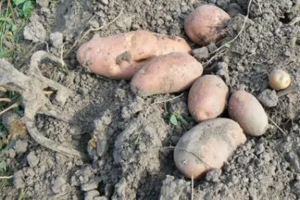 Сторінка олени щеуловой