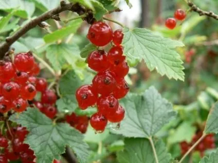 Сторінка олени щеуловой
