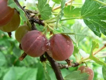 Сторінка олени щеуловой