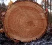 Властивості деревини ялина