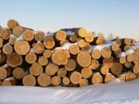 Властивості деревини ялина