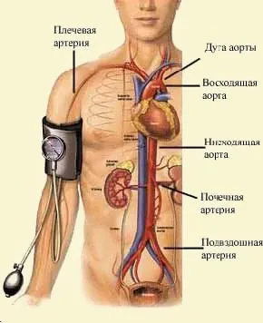 Свинка (паротит), епідемічний паротит у дорослих і дітей, симптоми (епідемічний) Свинка (паротит), епідемічний паротит у дорослих і дітей, симптоми