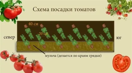 Схема посадки томатів у теплиці 3х6 можна посадити помідори, опис, відео, фото (теплиці) Схема посадки томатів у теплиці 3х6 можна посадити помідори, опис, відео, фото