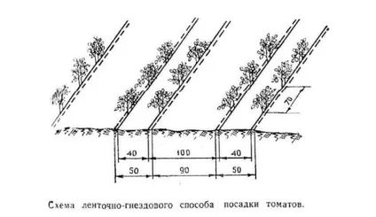 Схема посадки томатів у теплиці 3х6 можна посадити помідори, опис, відео, фото (посадки) Схема посадки томатів у теплиці 3х6 можна посадити помідори, опис, відео, фото