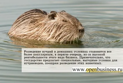 Свій бізнес розведення нутрій