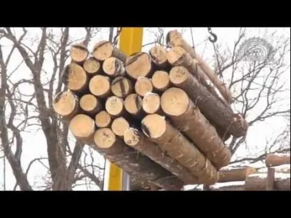 Властивості деревини ялина