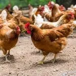 Теплий курник своїми руками технологія монтажу (курник) Теплий курник своїми руками технологія монтажу