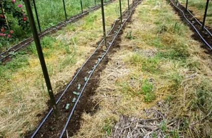 Технологія ноу-тілл (no-till) - система нульового обробітку грунту (технологія) Технологія ноу-тілл (no-till) - система нульового обробітку грунту
