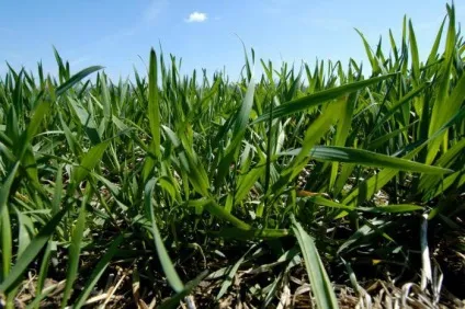 Технологія ноу-тілл (no-till) - система нульового обробітку грунту (ноу-тілл) Технологія ноу-тілл (no-till) - система нульового обробітку грунту