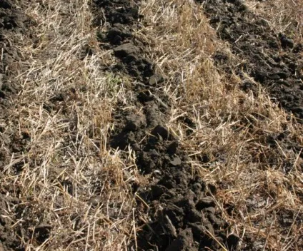 Технологія ноу-тілл (no-till) - система нульового обробітку грунту (технологія) Технологія ноу-тілл (no-till) - система нульового обробітку грунту
