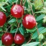 болотний шабельник