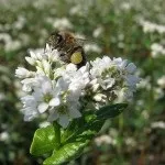 Бортевой мед корисні властивості і застосування (властивості) Бортевой мед корисні властивості і застосування