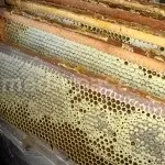 Бортевой мед корисні властивості і застосування (застосування) Бортевой мед корисні властивості і застосування