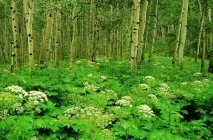 Борщівник як виглядає отруйна рослина, опіки від трави, Сосновського, сибірський, інші види, (рослина) Борщівник як виглядає отруйна рослина, опіки від трави, Сосновського, сибірський, інші види,
