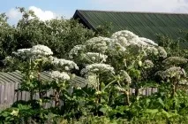 Борщівник як виглядає отруйна рослина, опіки від трави, Сосновського, сибірський, інші види, (рослина) Борщівник як виглядає отруйна рослина, опіки від трави, Сосновського, сибірський, інші види,
