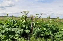 Борщівник як виглядає отруйна рослина, опіки від трави, Сосновського, сибірський, інші види, (рослина) Борщівник як виглядає отруйна рослина, опіки від трави, Сосновського, сибірський, інші види,