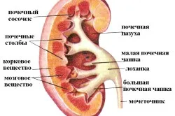 Болять нирки що робити, способи лікування (болять нирки приймати ниючий сильно різка симптоми лікування причини) Болять нирки що робити, способи лікування
