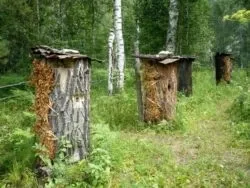 Бортевой мед - корисні властивості і протипоказання (наприкінці літа початку) Бортевой мед - корисні властивості і протипоказання