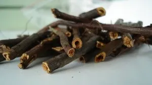 болотний шабельник