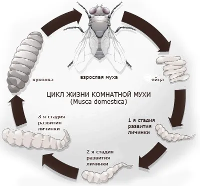 Великі чорні мухи в будинку - звідки беруться, як позбутися (чорні) Великі чорні мухи в будинку - звідки беруться, як позбутися