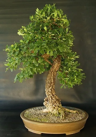Бонсай з дуба (quercus)