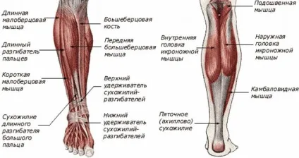 Болить гомілку при бігу і після бігу (синдром розколотої гомілки) (бігу) Болить гомілку при бігу і після бігу (синдром розколотої гомілки)