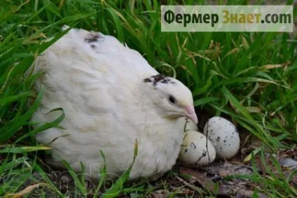 Хвороби перепелів характеристика захворювань і методи лікування