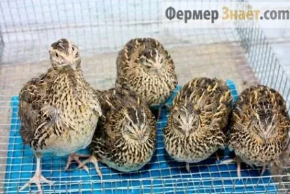 Хвороби перепелів характеристика захворювань і методи лікування