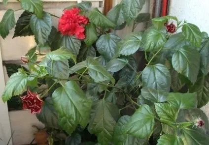 Хвороби і шкідники гібіскуса