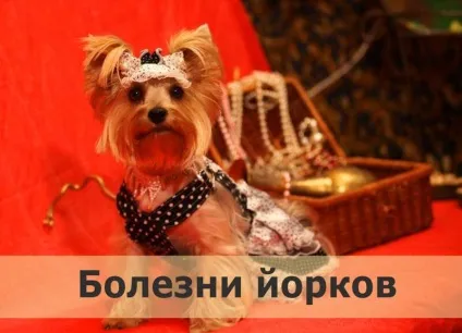 Хвороби йоркширських тер'єрів і лікування (хвороби) Хвороби йоркширських тер'єрів і лікування