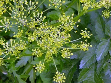 Борщівник фото, як лікувати опіки (фото) Борщівник фото, як лікувати опіки
