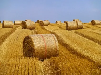Хвороби у корів і способи їх лікування (лишай) Хвороби у корів і способи їх лікування