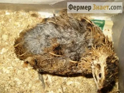 Хвороби перепелів характеристика захворювань і методи лікування