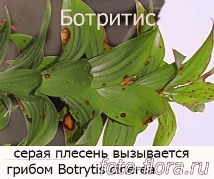 Хвороби лілій лікування і як боротися зі шкідниками (лілій) Хвороби лілій лікування і як боротися зі шкідниками