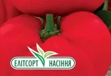 Томат малиновий гігант відгуки та фото опис сорту велетень, висота (фото) Томат малиновий гігант відгуки та фото опис сорту велетень, висота