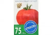 Томат малиновий гігант відгуки та фото опис сорту велетень, висота (томат) Томат малиновий гігант відгуки та фото опис сорту велетень, висота