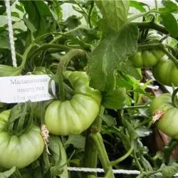 Томат малахітова шкатулка характеристика та опис сорту, відгуки, фото (малахітова) Томат малахітова шкатулка характеристика та опис сорту, відгуки, фото