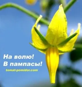 Томати для відкритого грунту на Уралі (томати) Томати для відкритого грунту на Уралі
