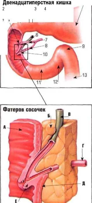 Тонкий кишечник, стінки тонкого кишечника, ілеоцекальний клапан (кишечника) Тонкий кишечник, стінки тонкого кишечника, ілеоцекальний клапан