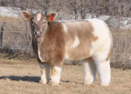 Топ-10 дивні, рідкісні та незвичайні породи корів (Cows Може виглядають) Топ-10 дивні, рідкісні та незвичайні породи корів